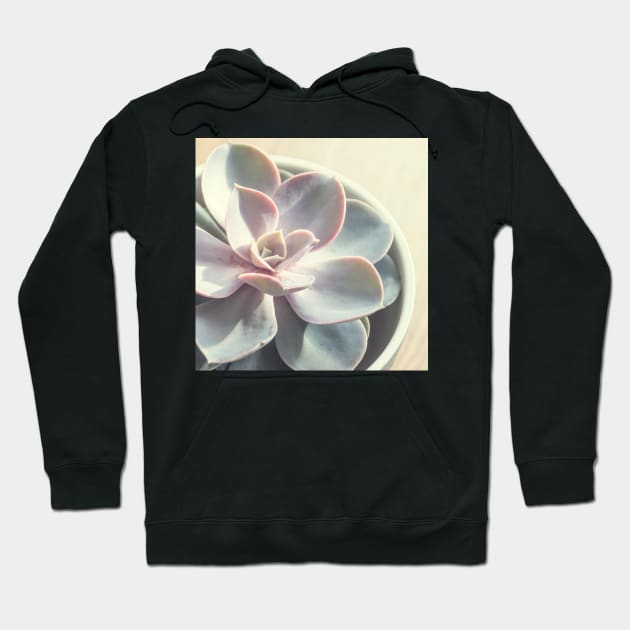 Echeveria Succulent #3 Hoodie by Debra Cox 